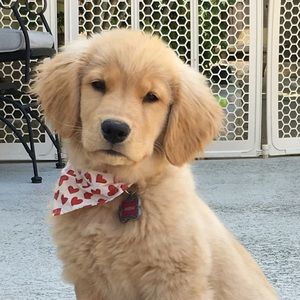 Meet your Posher, Anne